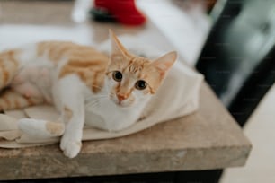 an orange and white cat laying on top of a table