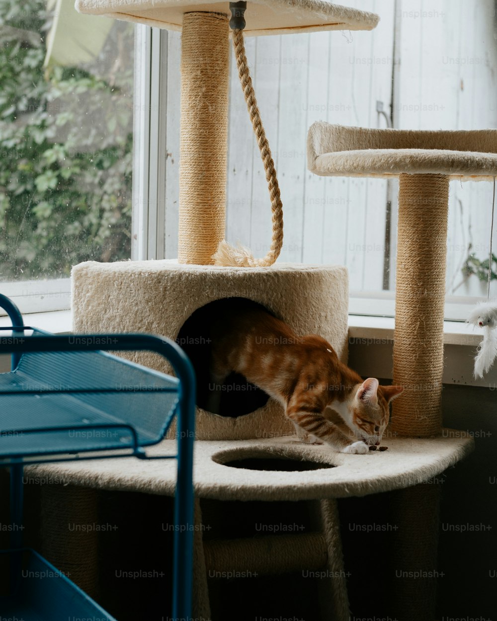 a cat standing on top of a cat tree next to a window