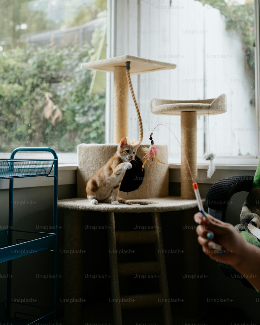 um gato sentado em cima de um arranhador ao lado de uma janela