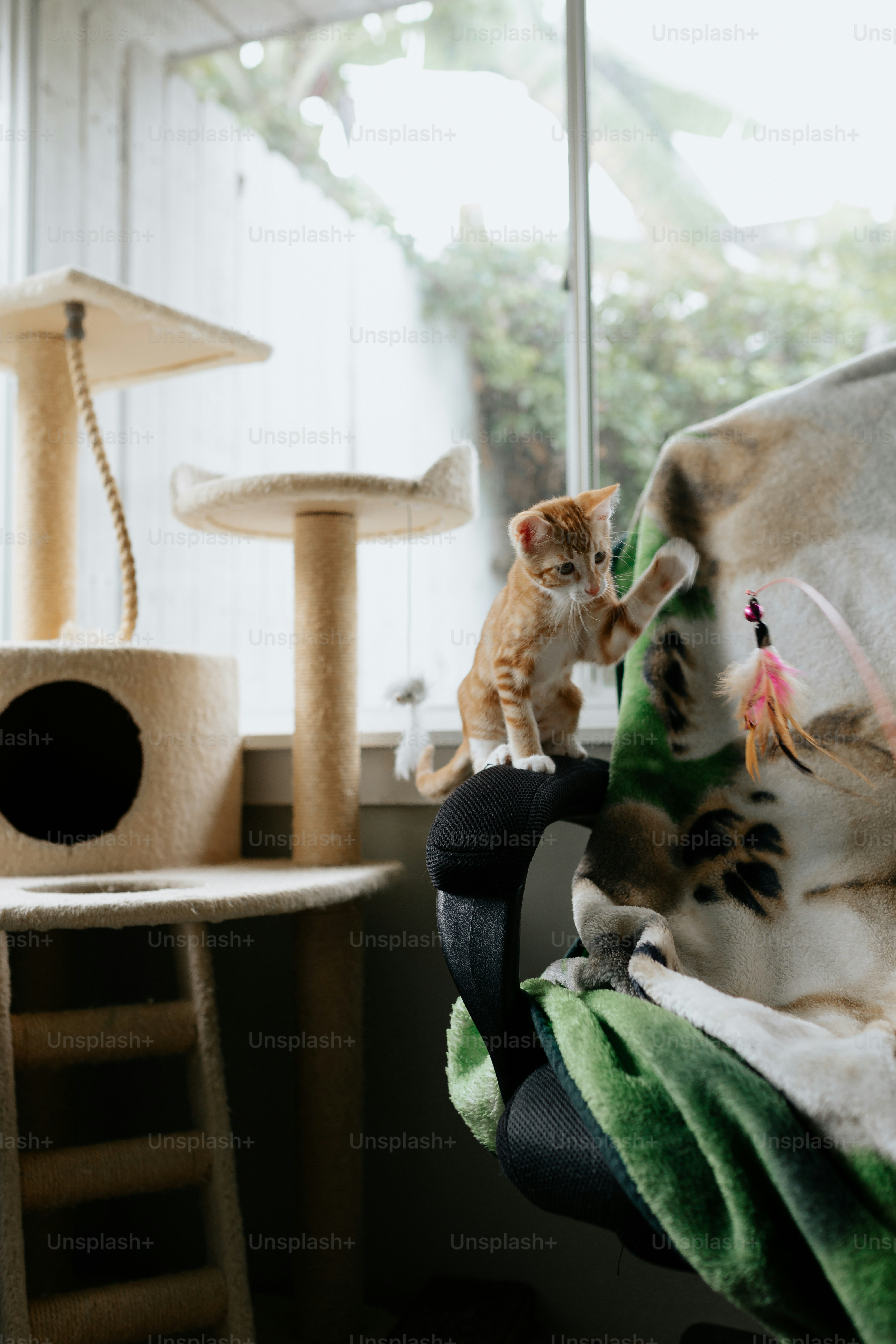 eine Katze, die auf einem Stuhl neben einem Kratzbaum sitzt