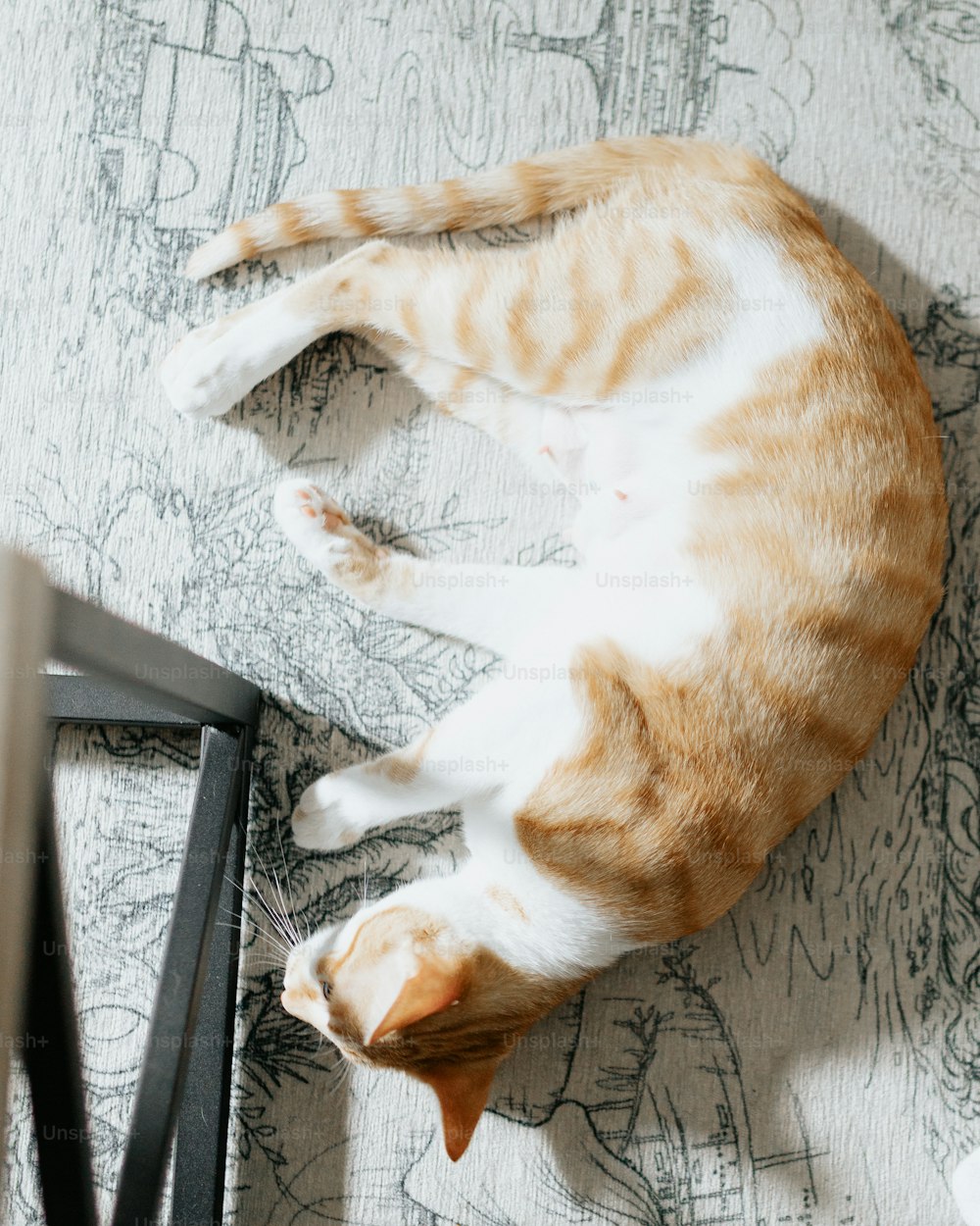 주황색과 흰색 고양이가 바닥에 누워 있다