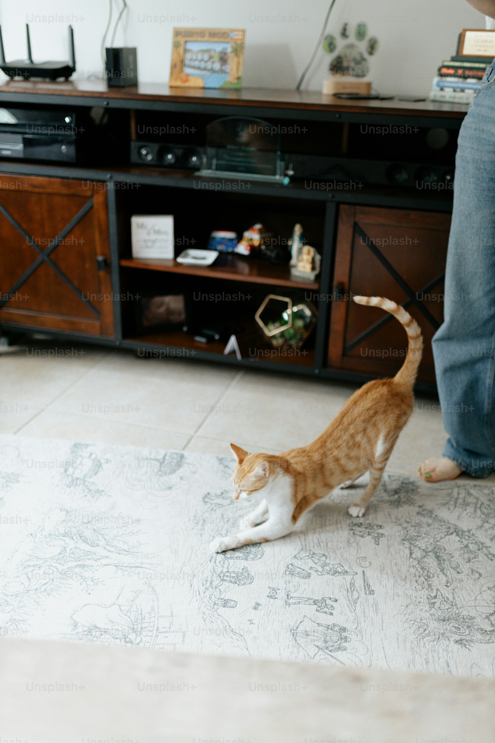 a cat walking across a living room floor