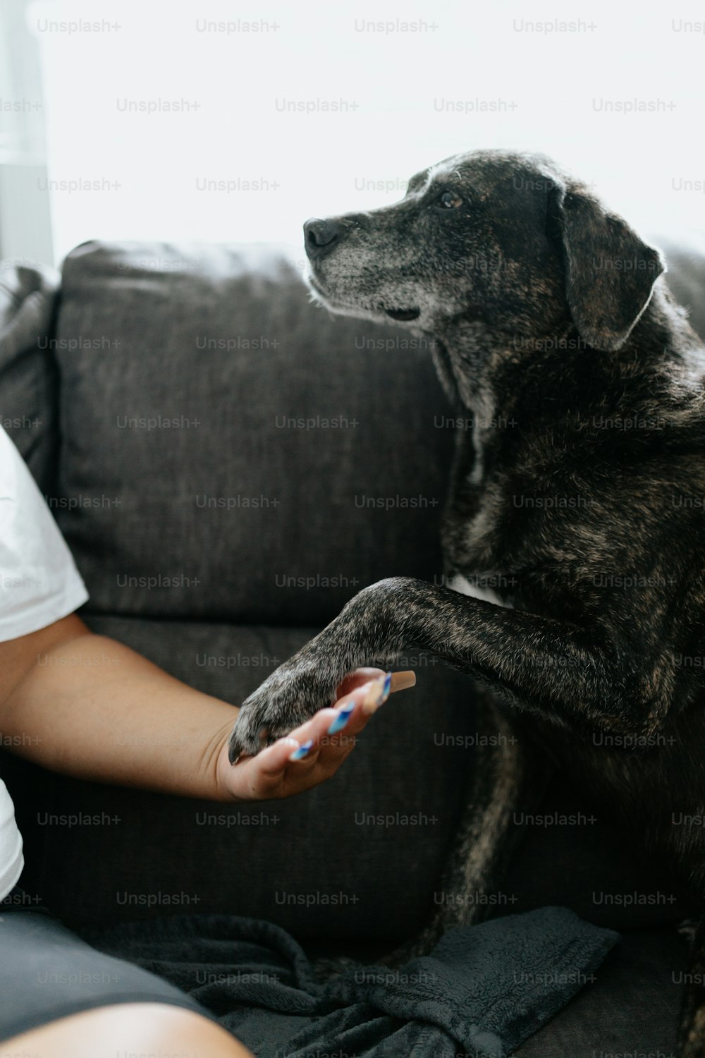 a dog sitting on a couch holding a toothbrush