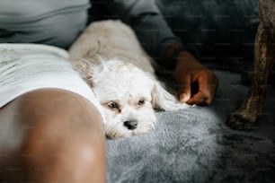 a white dog laying on top of a couch next to a person