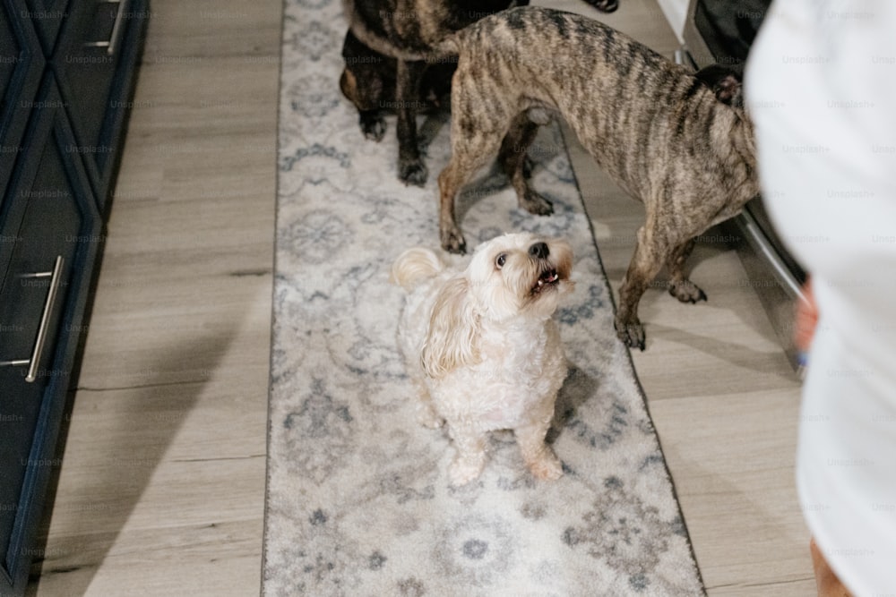 Un pequeño perro blanco parado sobre una alfombra