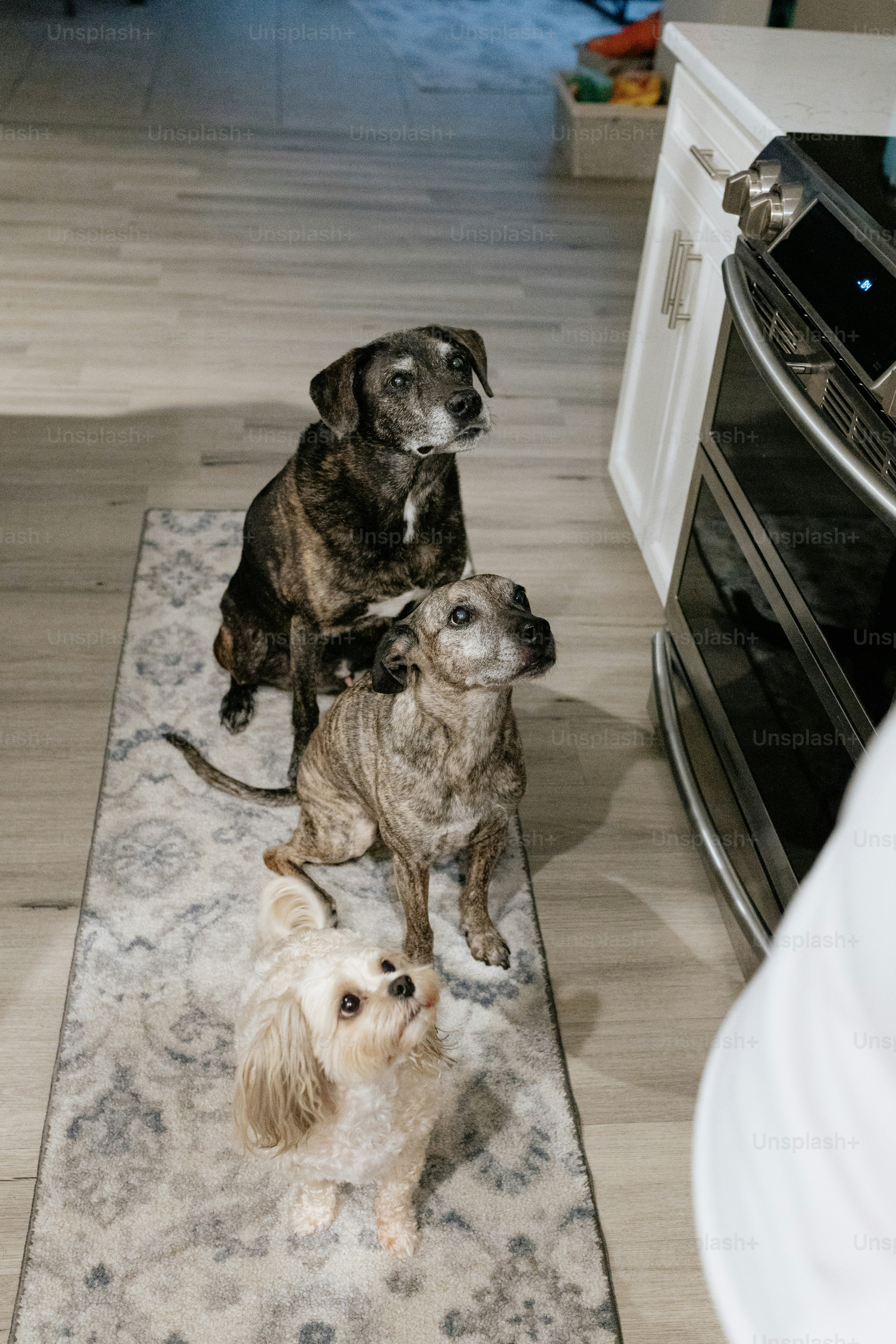 a couple of dogs sitting on top of a rug