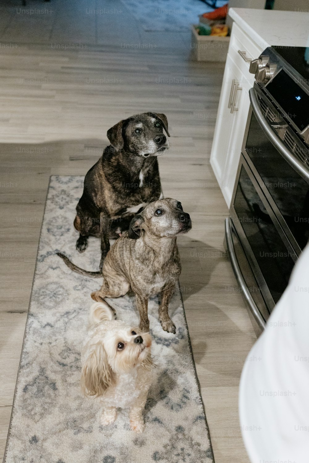 a couple of dogs sitting on top of a rug