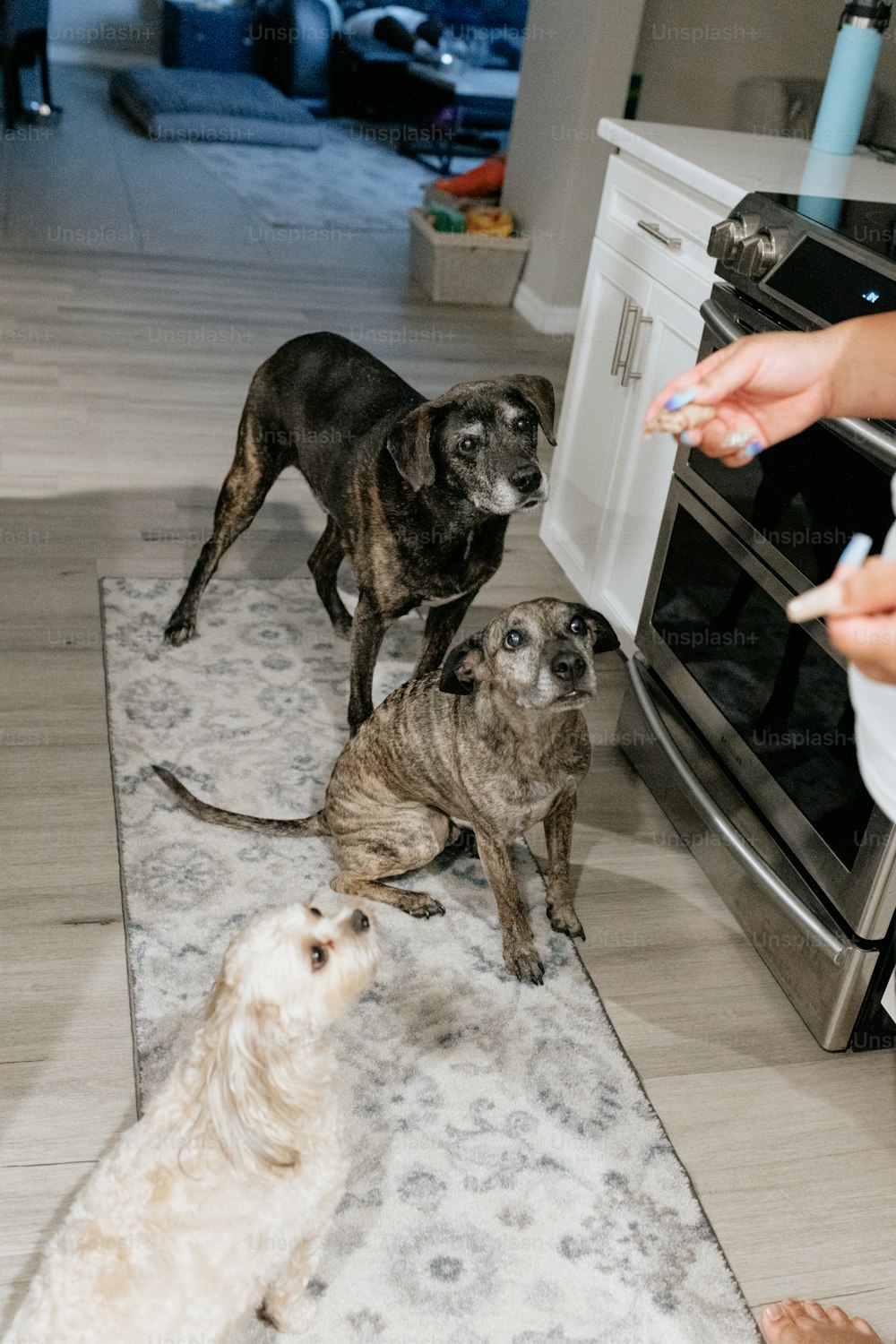 a group of dogs standing on top of a kitchen floor