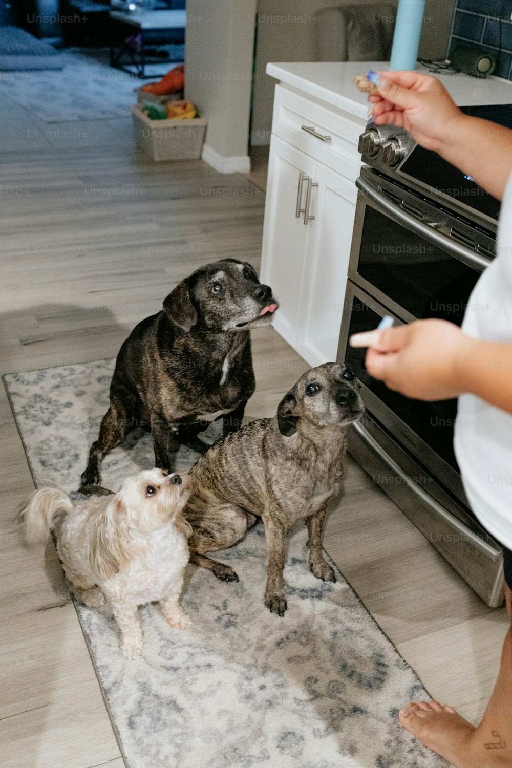 two dogs and a person in a kitchen