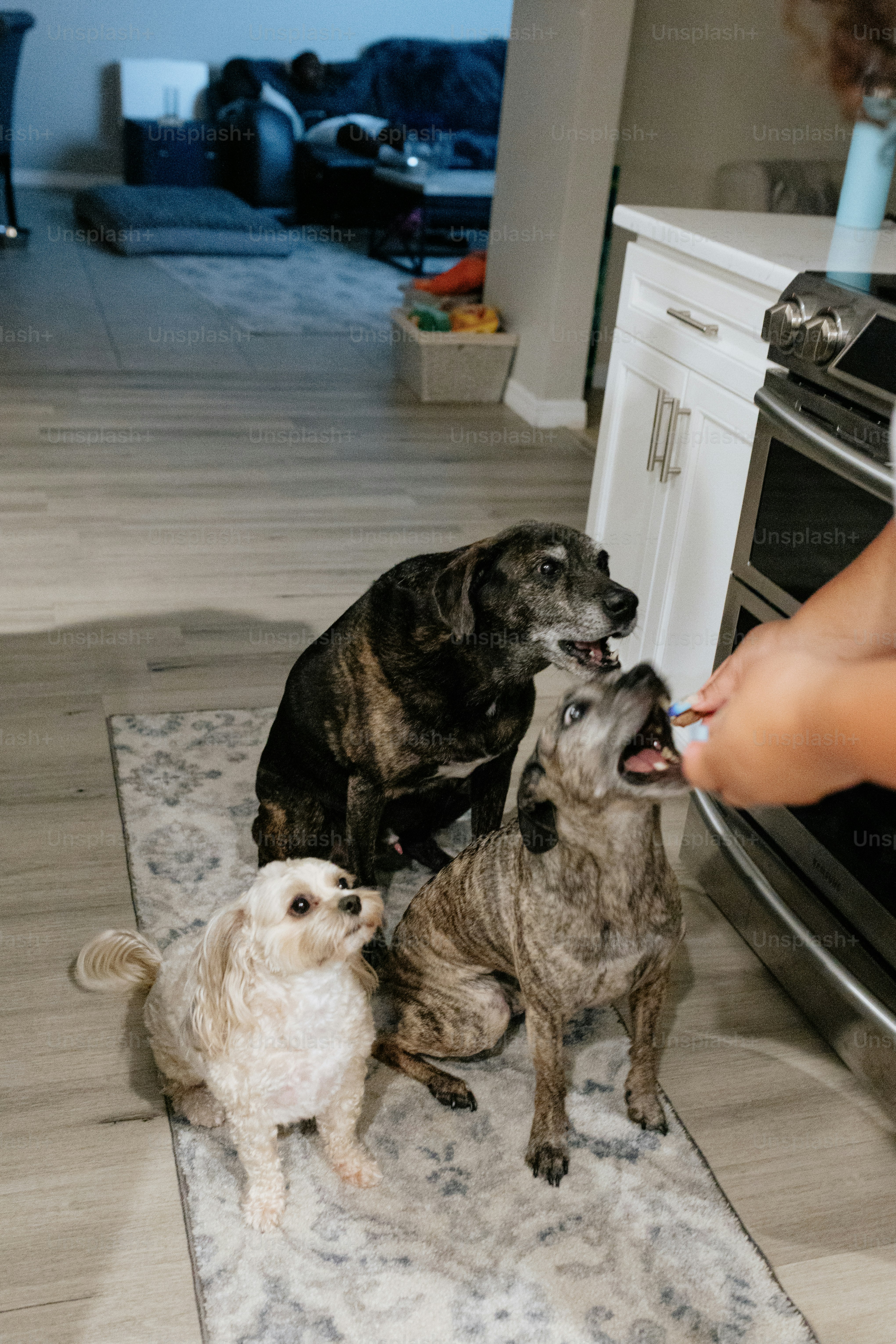 dua anjing dan seseorang di dapur