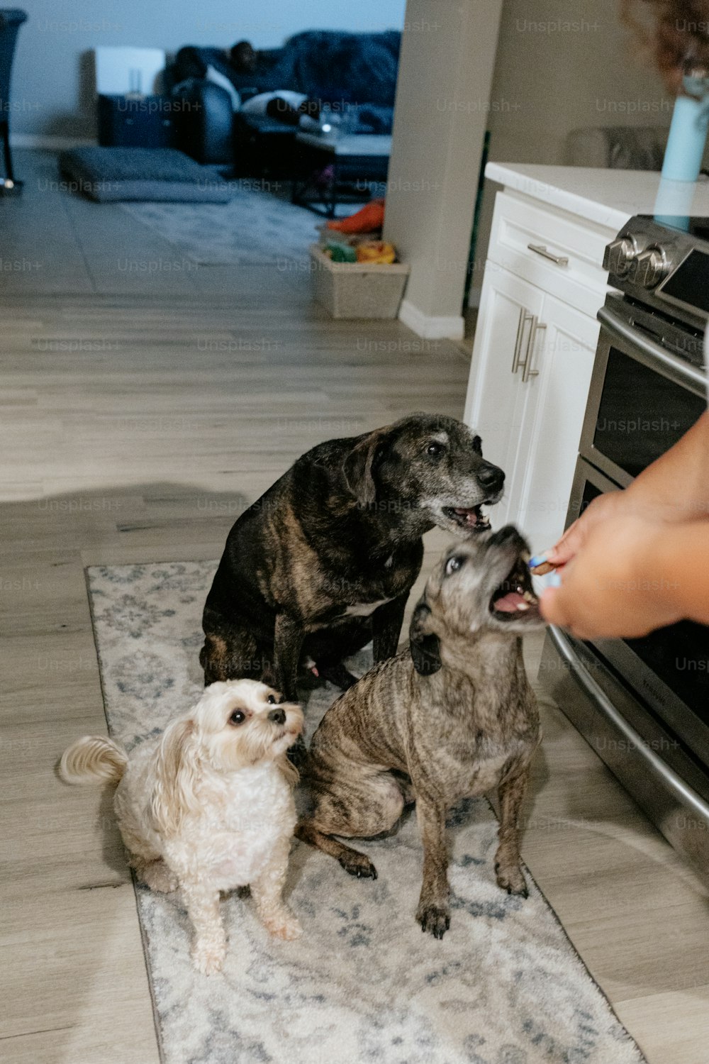 two dogs and a person in a kitchen