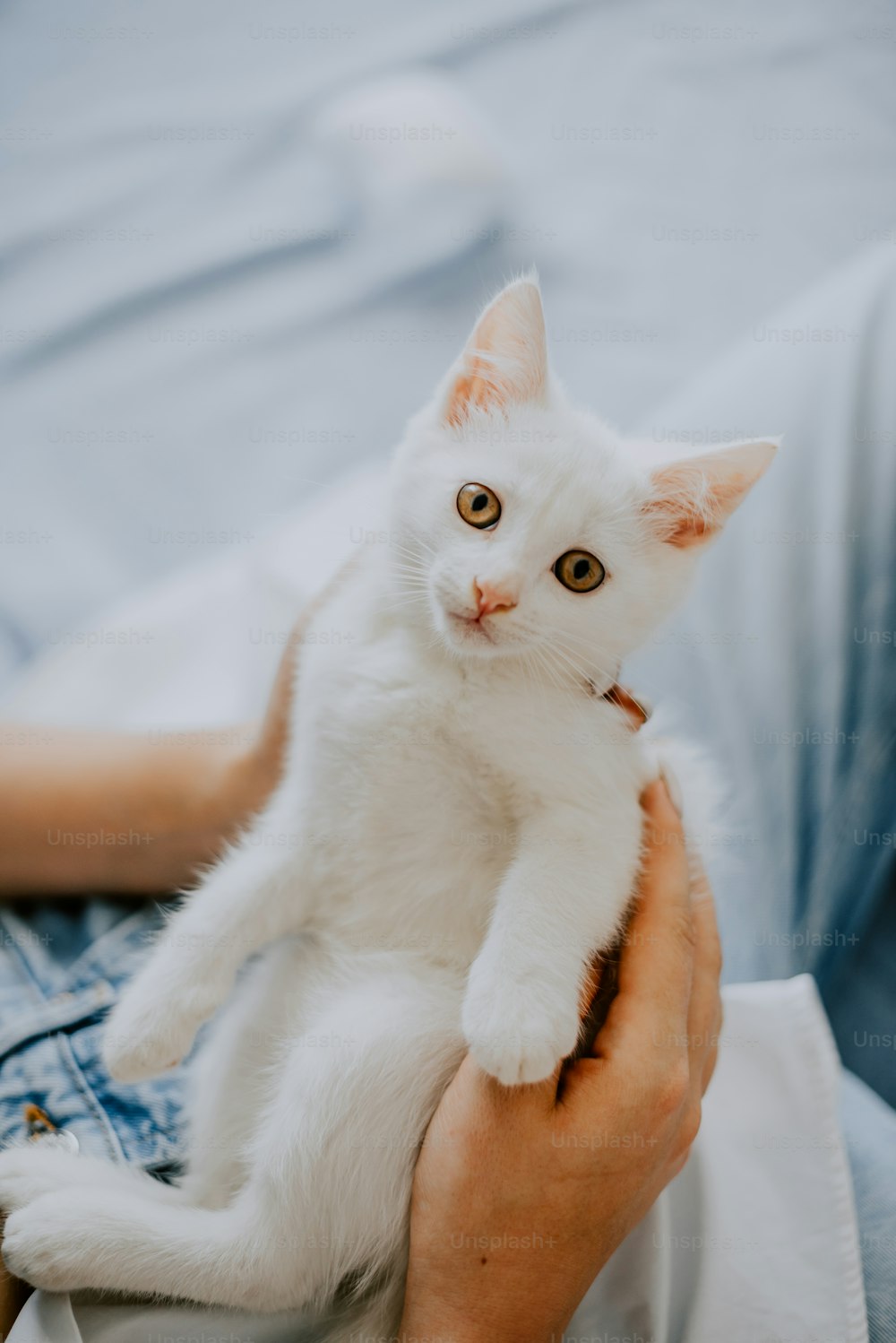 a person holding a white kitten in their arms