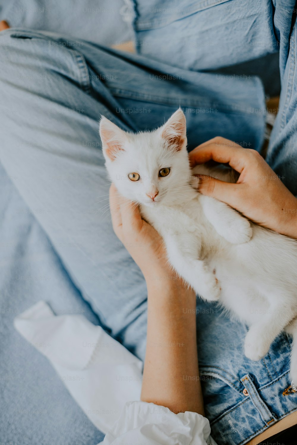 Una persona sosteniendo un gato blanco en su regazo