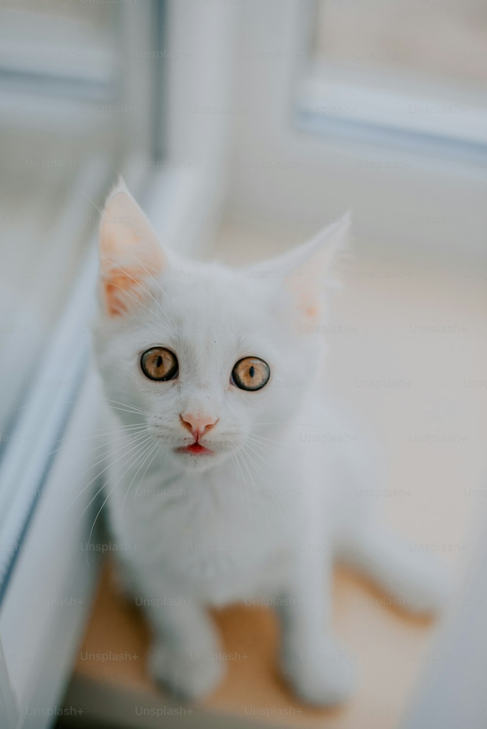a white cat sitting in front of a window