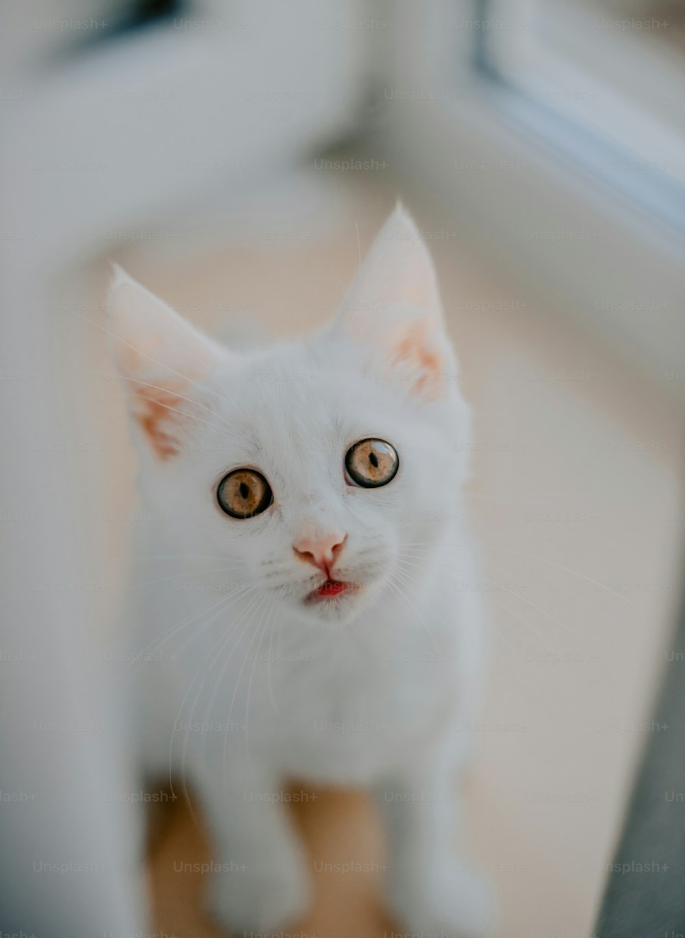 Un chat blanc levant les yeux vers la caméra