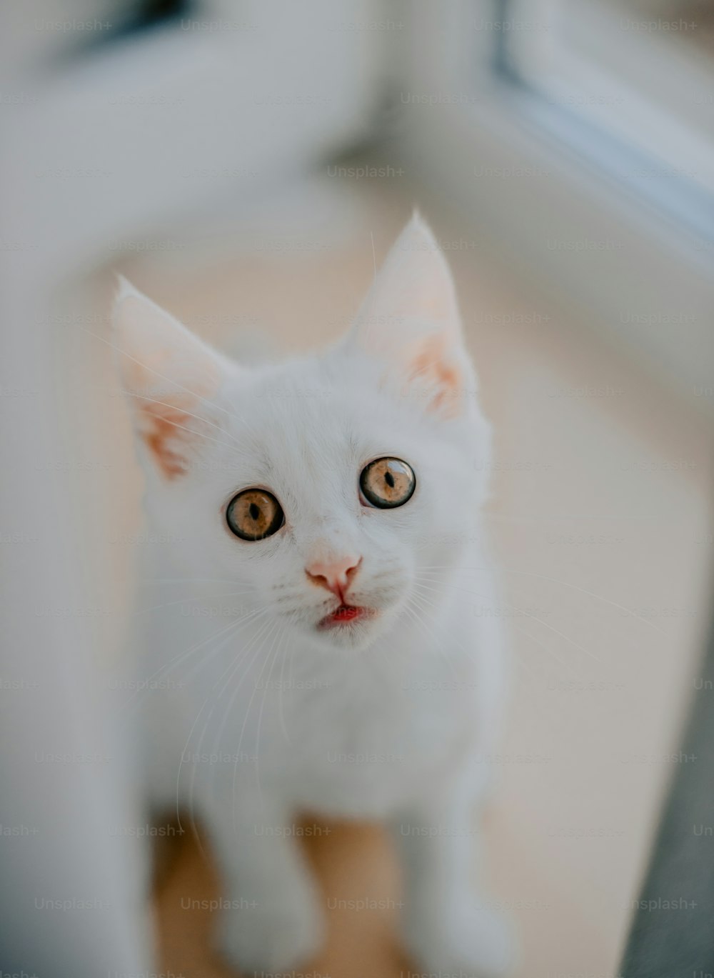 a white cat looking up at the camera