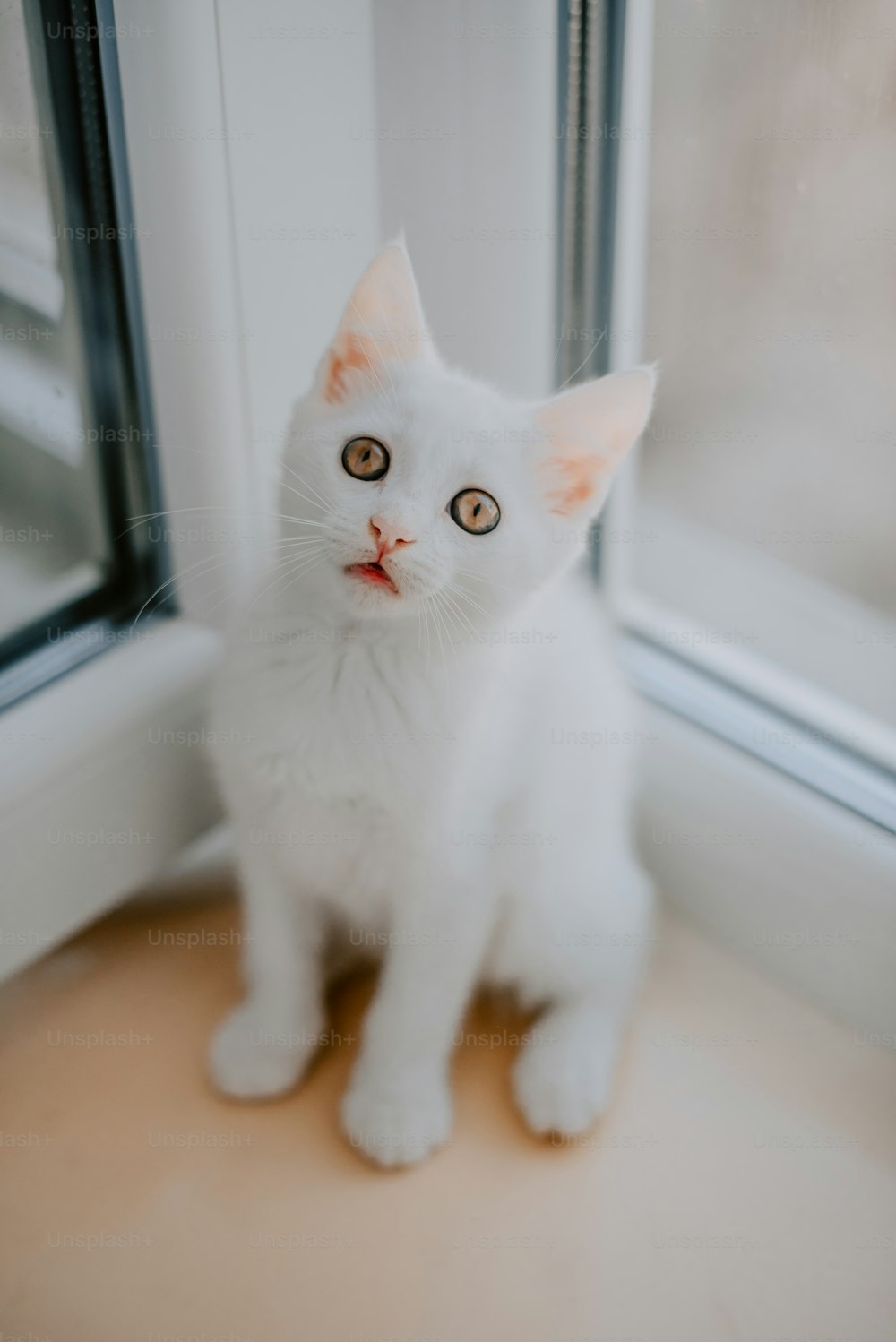 um gato branco sentado em frente a uma janela