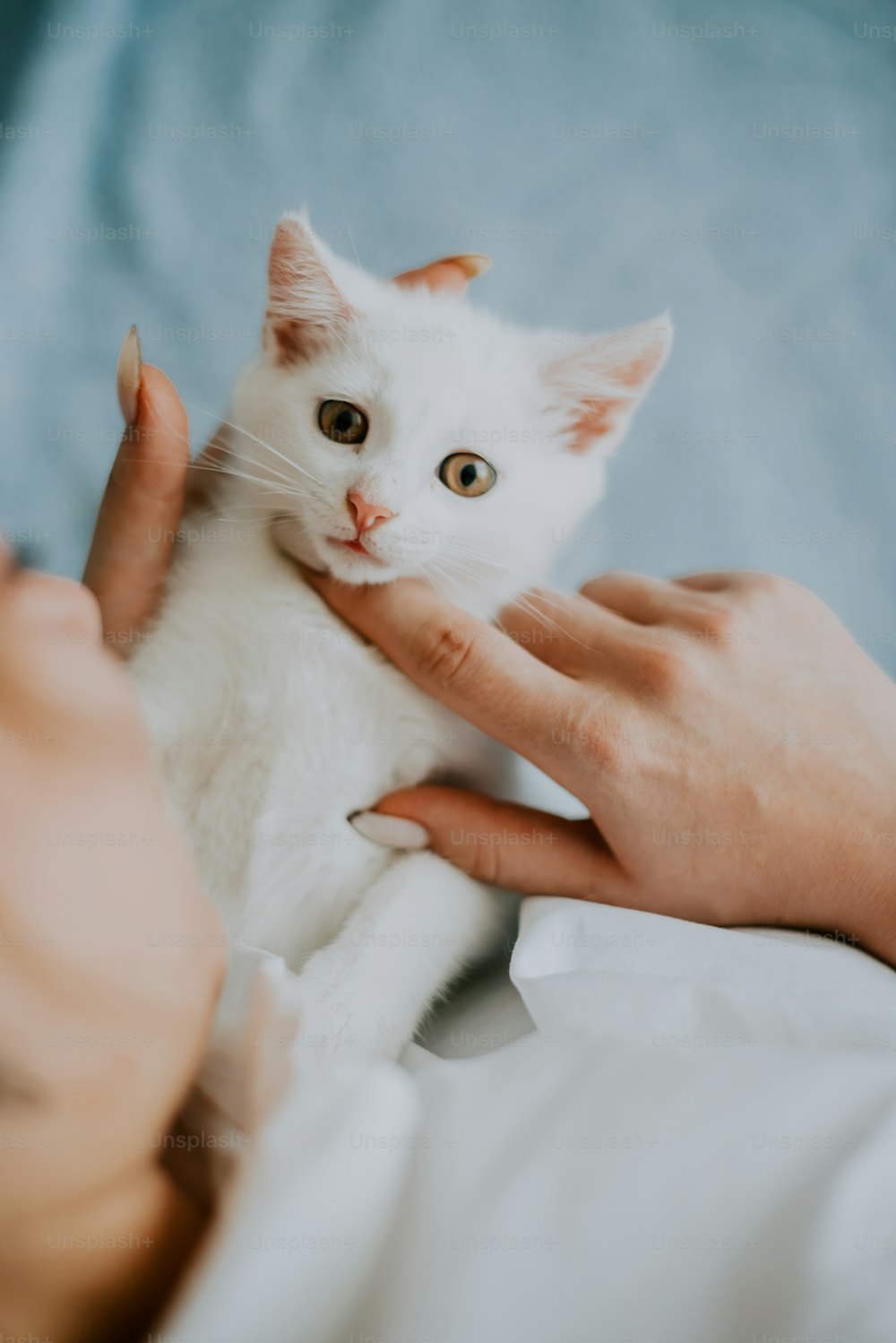 uma pessoa segurando um gato branco em suas mãos