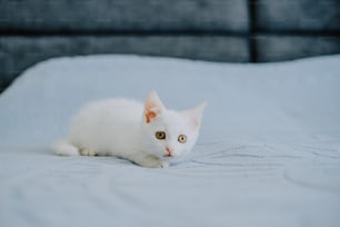 Un gattino bianco che si posa sopra un letto