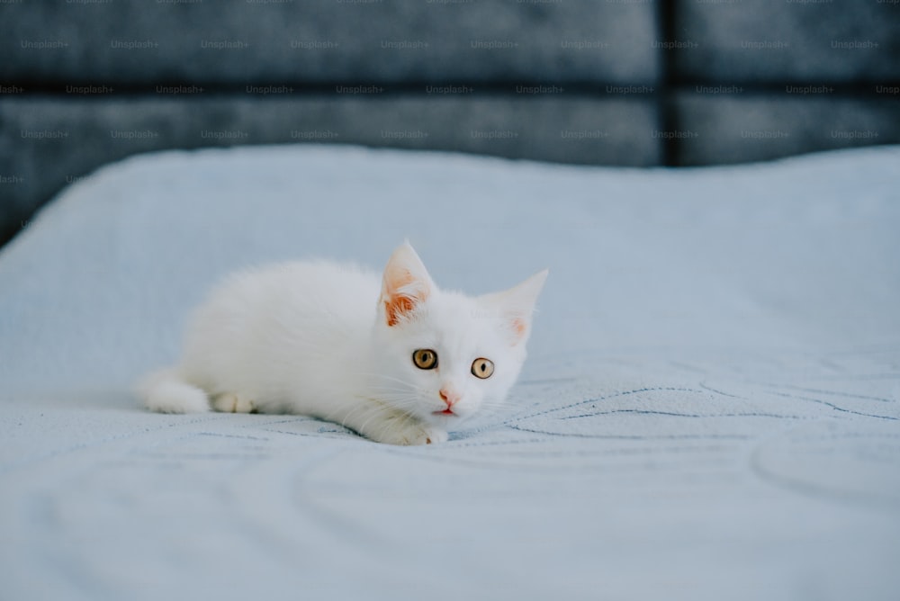 a white kitten laying on top of a bed
