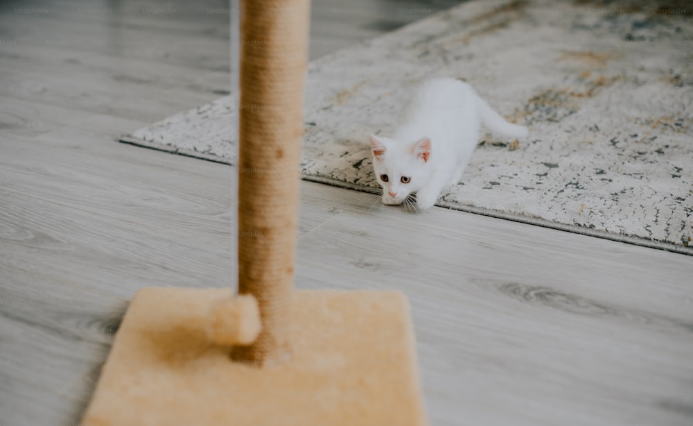 a small white cat walking across a wooden floor