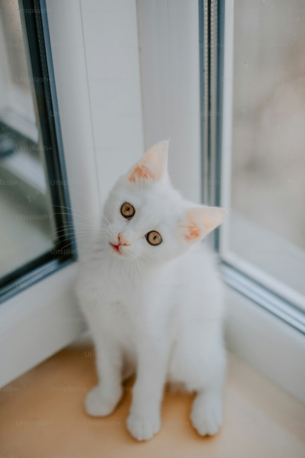 a white cat sitting in front of a window