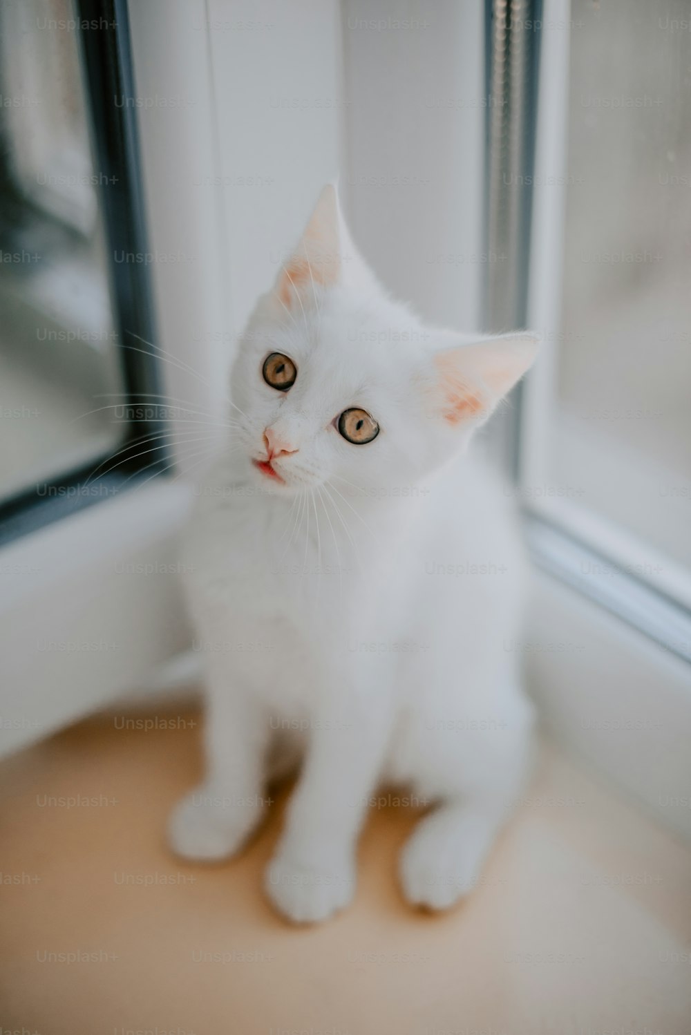 Un gatto bianco seduto davanti a una finestra