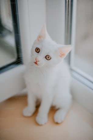 a white cat sitting in front of a window