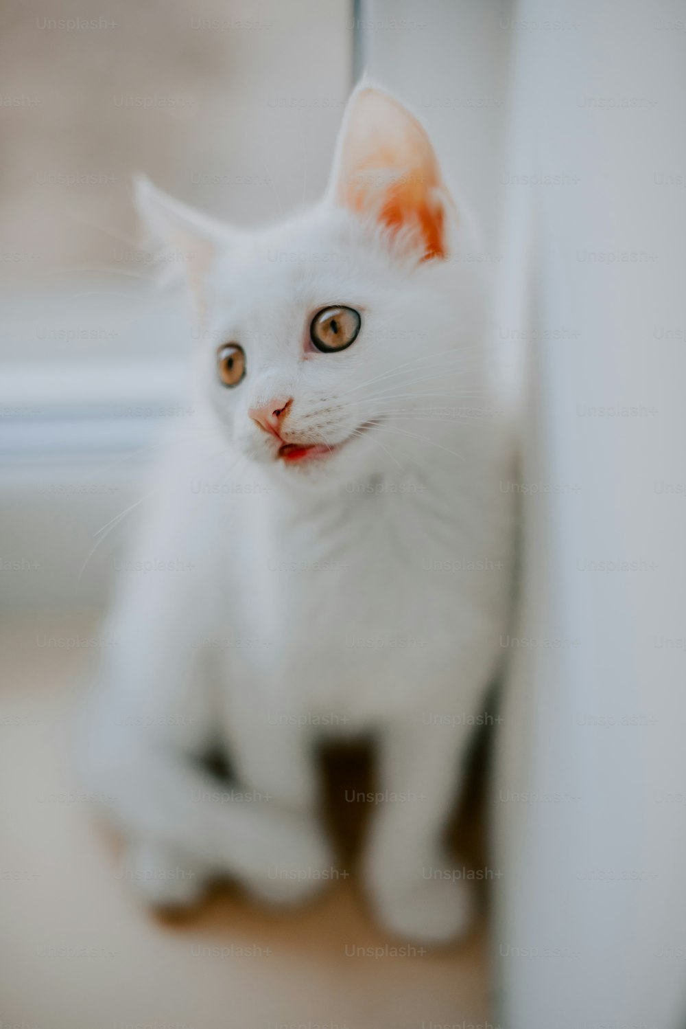 窓際の床に座っている白猫
