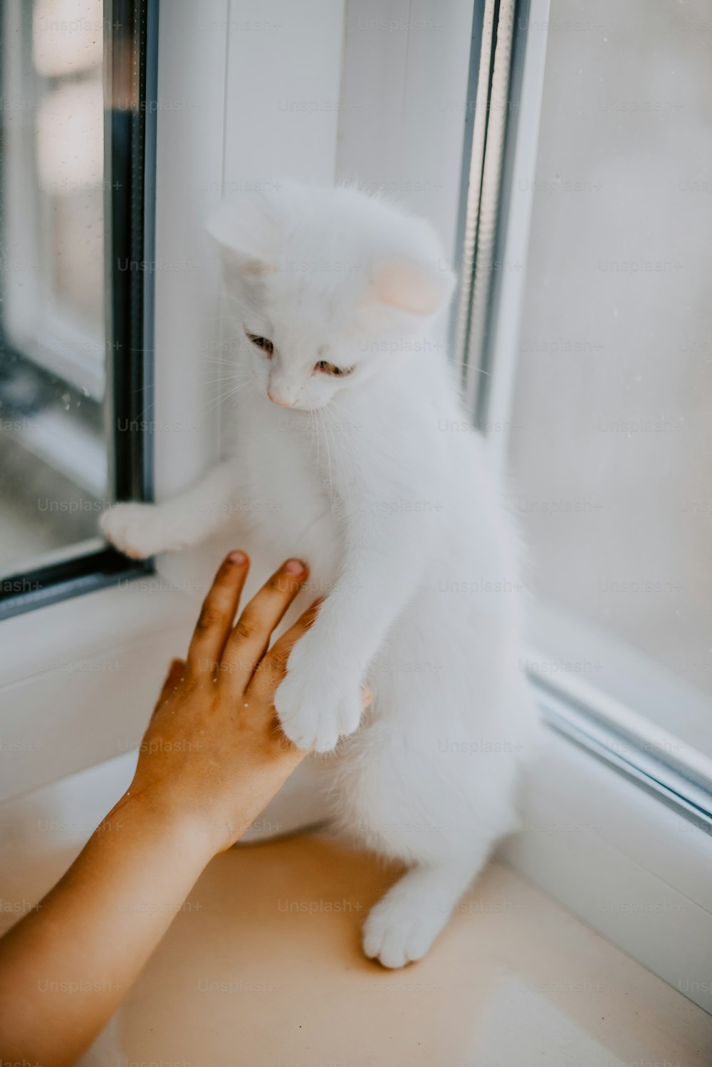 eine Person, die eine weiße Katze an einem Fenster streichelt