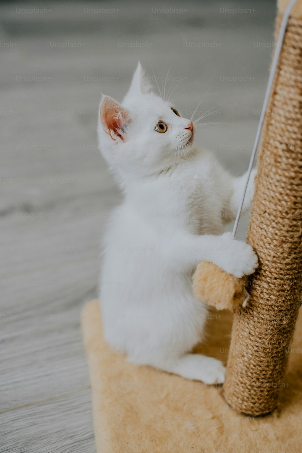 긁는 기둥을 가지고 노는 흰 새끼 고양이