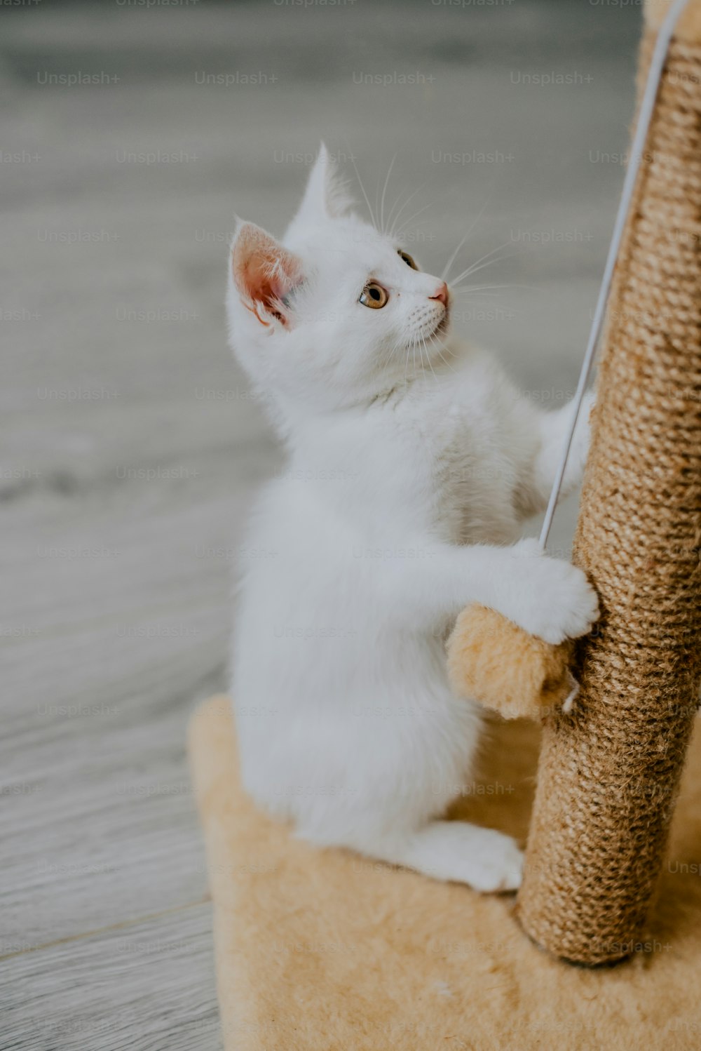 a white kitten playing with a scratching post