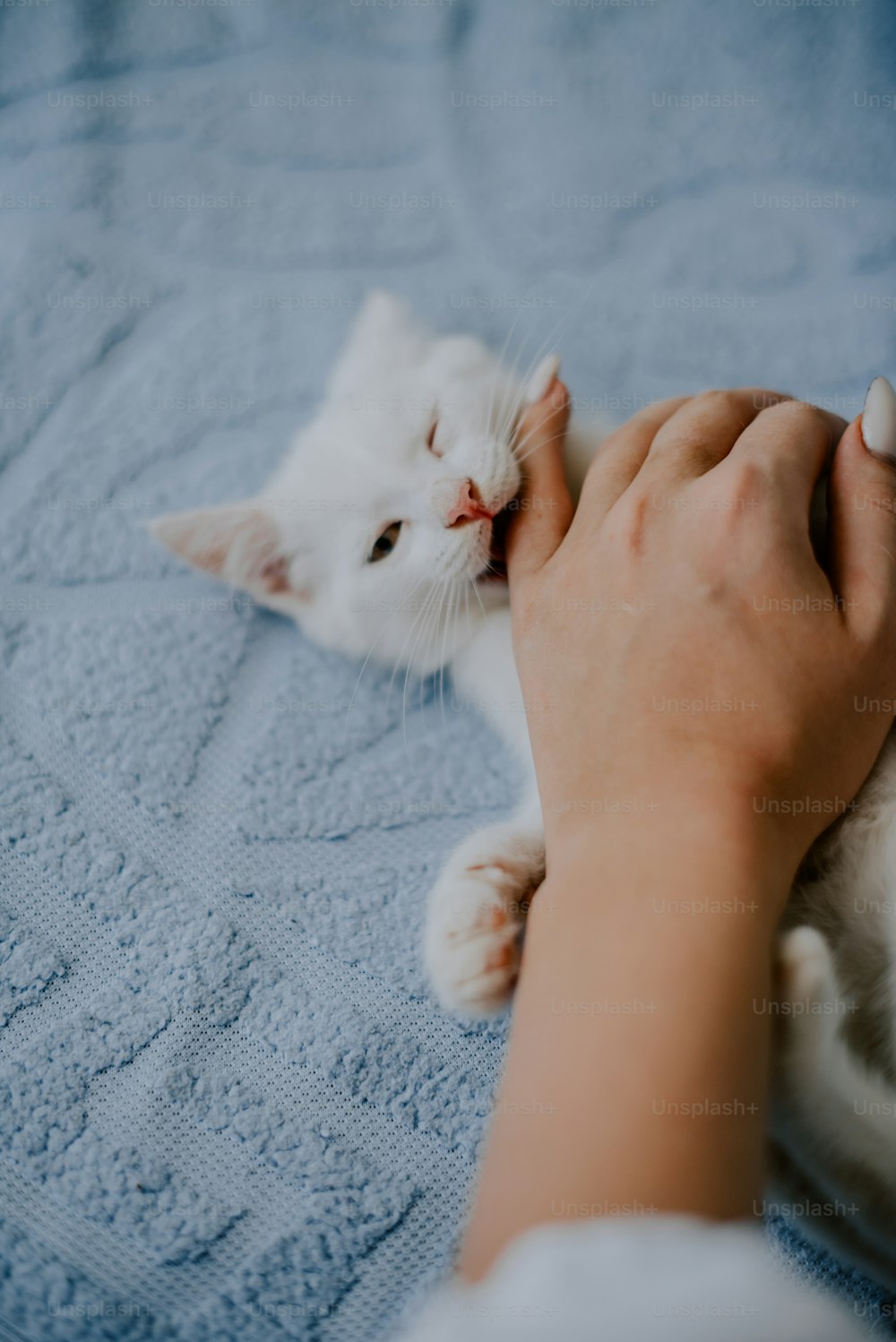 a person petting a white cat on top of a bed