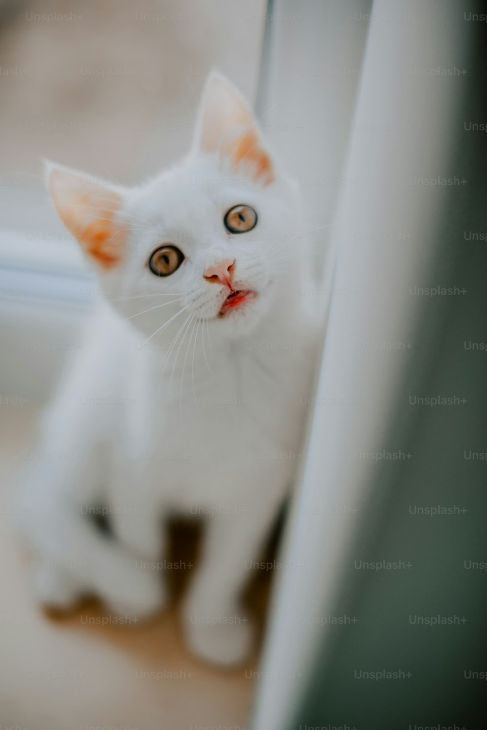 a white cat looking out of a window