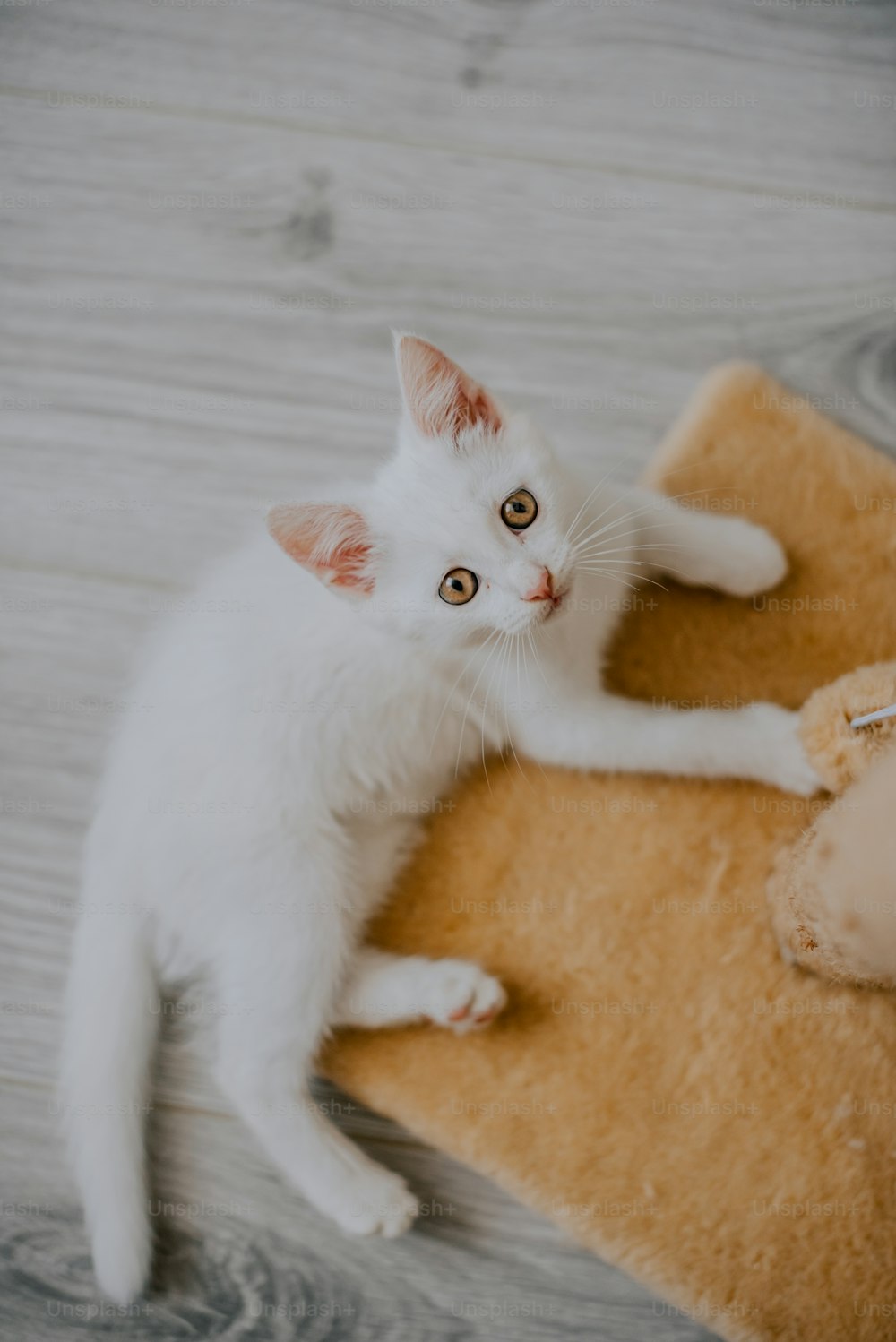 a white cat laying on top of a rug