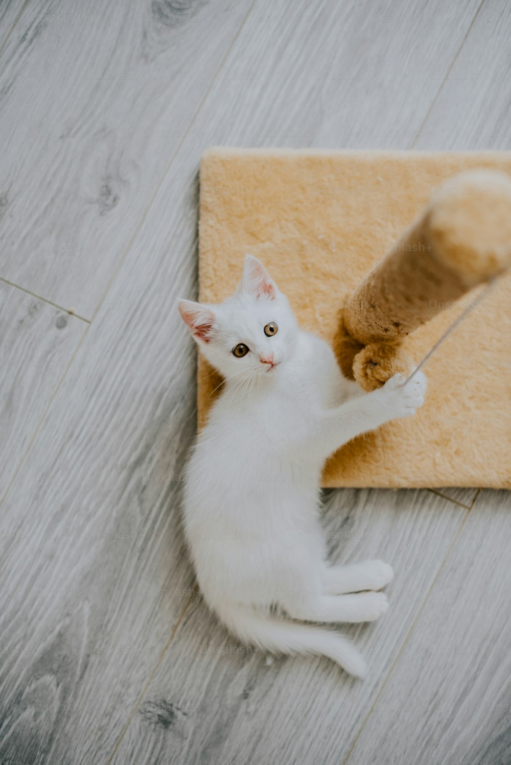 木のおもちゃで遊ぶ白い子猫