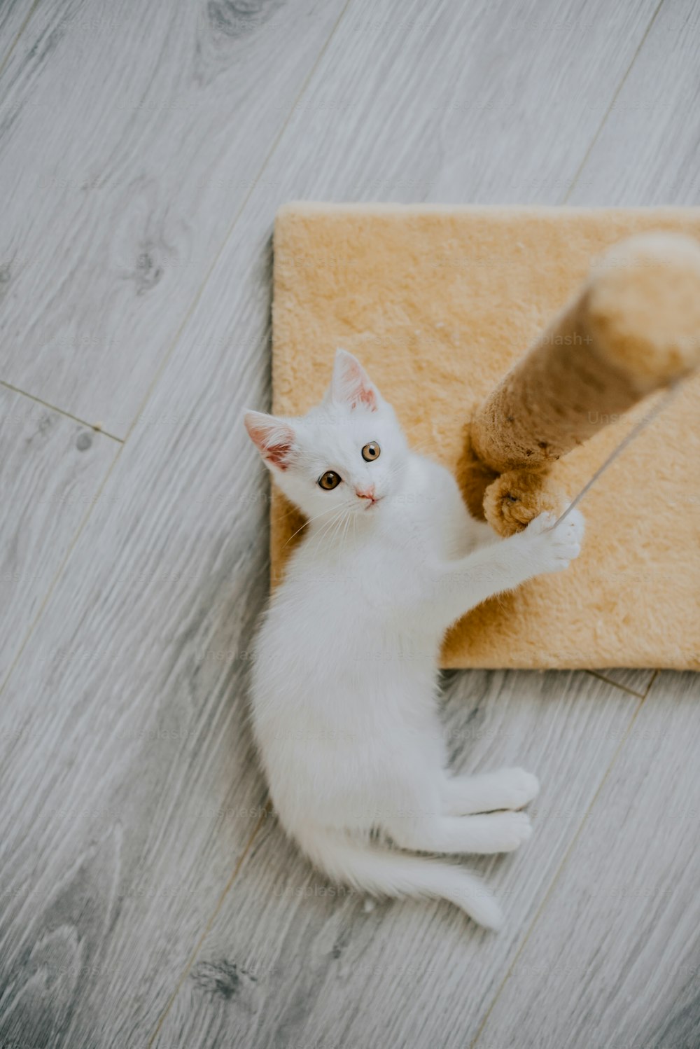 a white kitten playing with a wooden toy