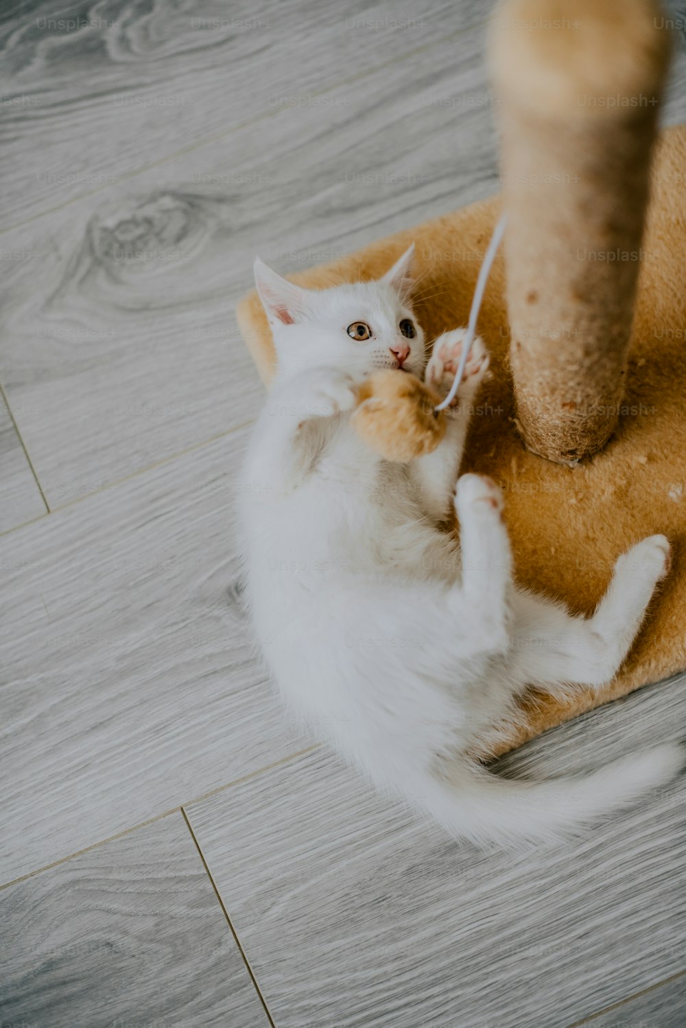 Un gato jugando con un juguete en el suelo