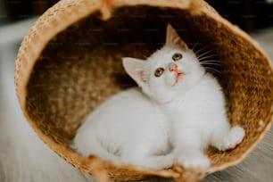 a white kitten is sitting in a basket