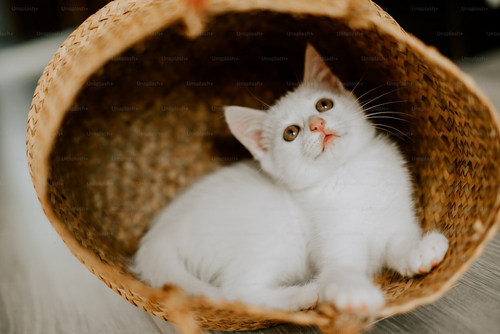 Un gatito blanco está sentado en una canasta
