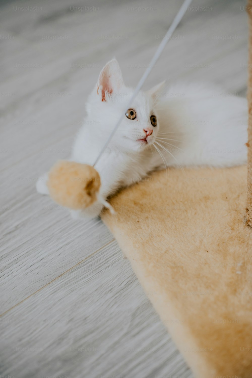 a white cat playing with a toy on the floor