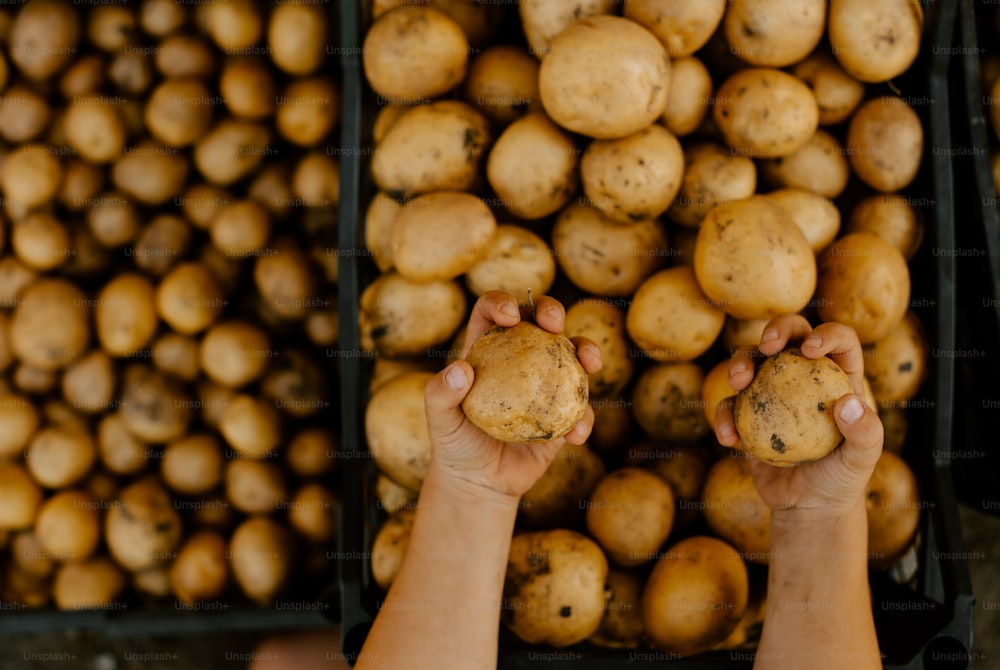 uma pessoa segurando uma batata na frente de uma pilha de batatas