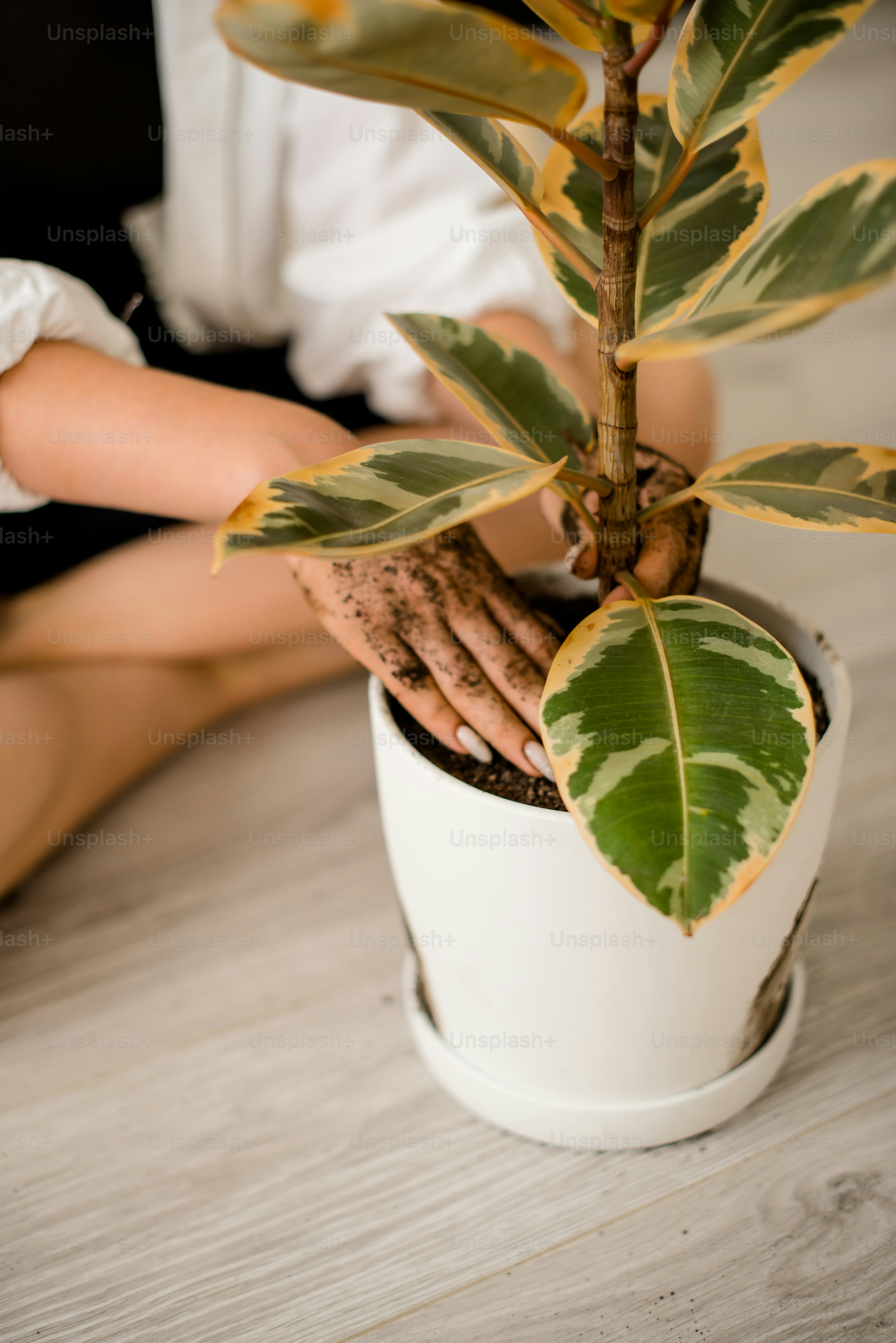 uma planta em um vaso branco sobre uma mesa