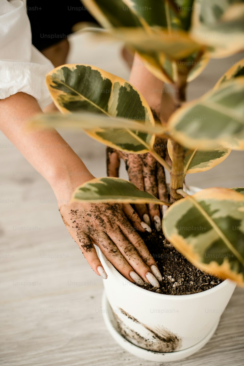 a person holding a potted plant with dirt on it