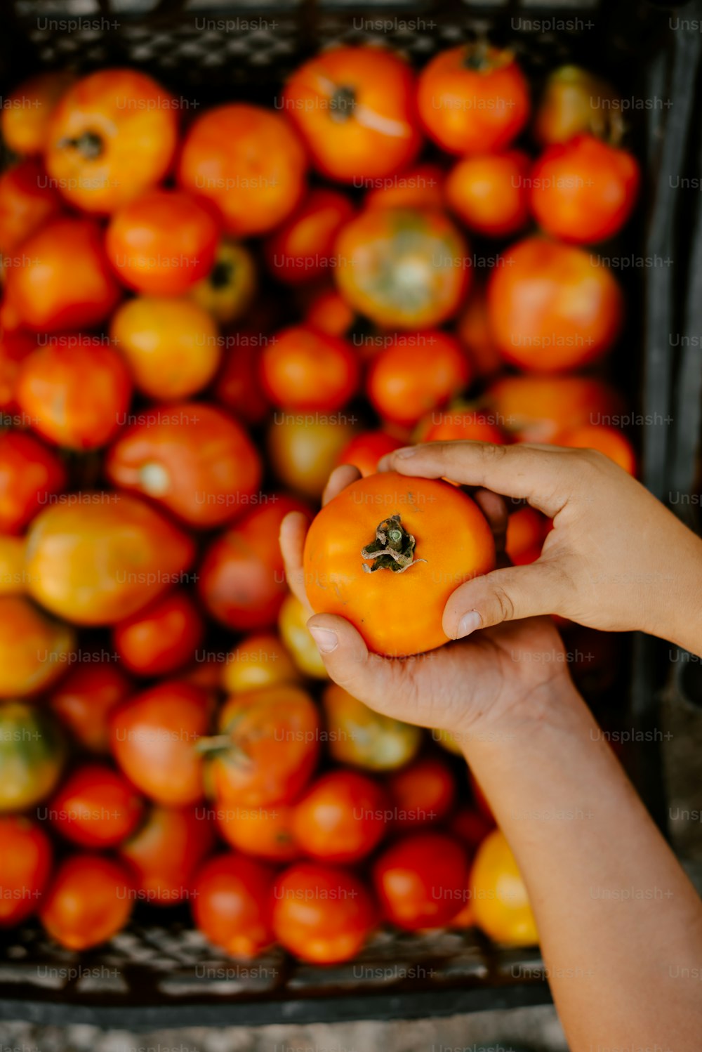 Una persona sosteniendo una naranja frente a una pila de naranjas