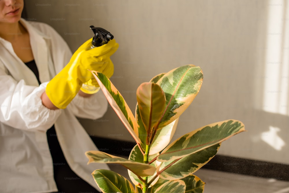 Una mujer con bata blanca y guantes amarillos está limpiando una planta en maceta