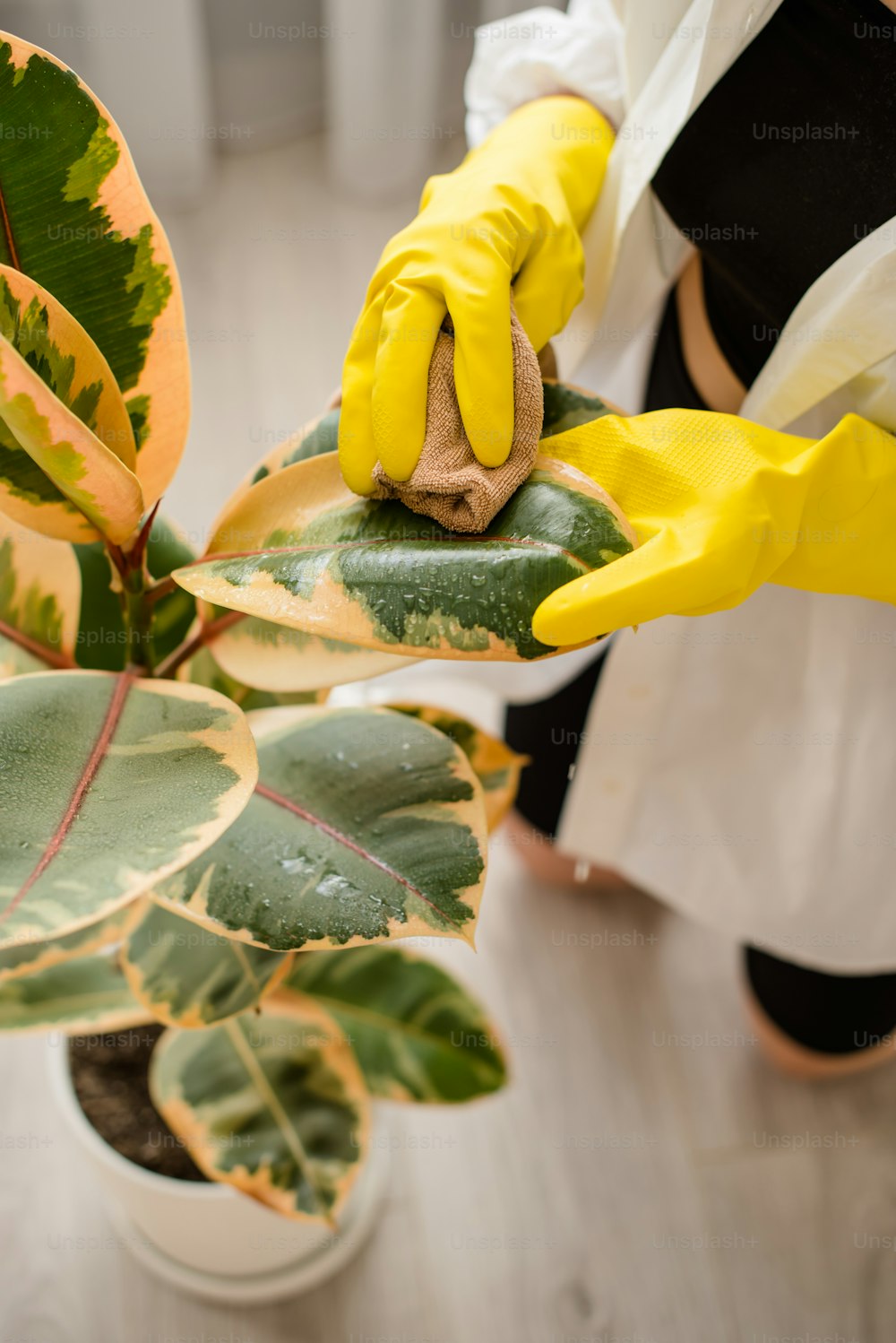 a person in yellow gloves is cleaning a potted plant