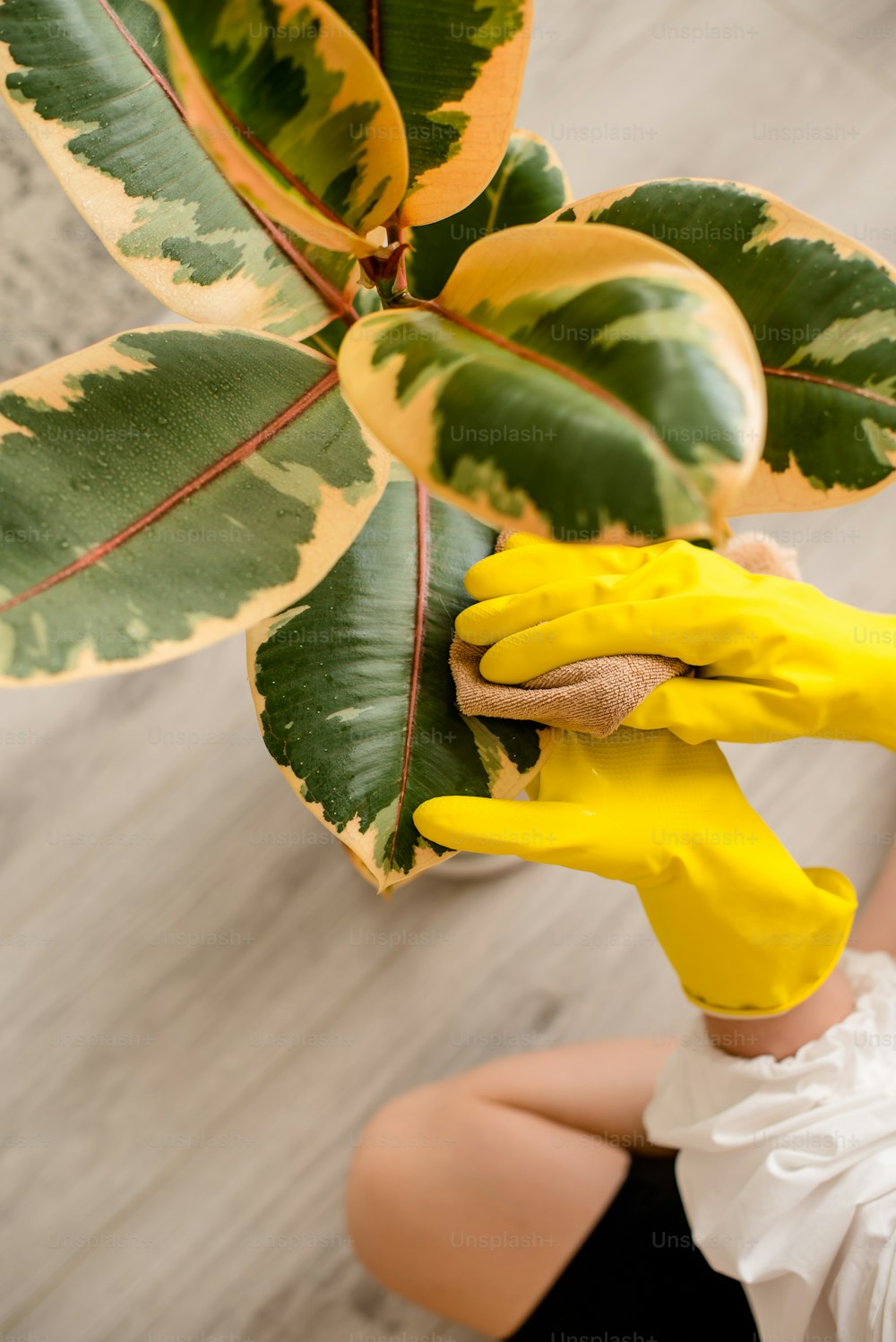 a person wearing yellow gloves holding a plant