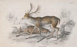 두 마리의 휴경 사슴 (다마 다마), 1850년경. 스튜어트 이후 도마뱀의 판화. (사진: 헐튼 아카이브/게티 이미지)