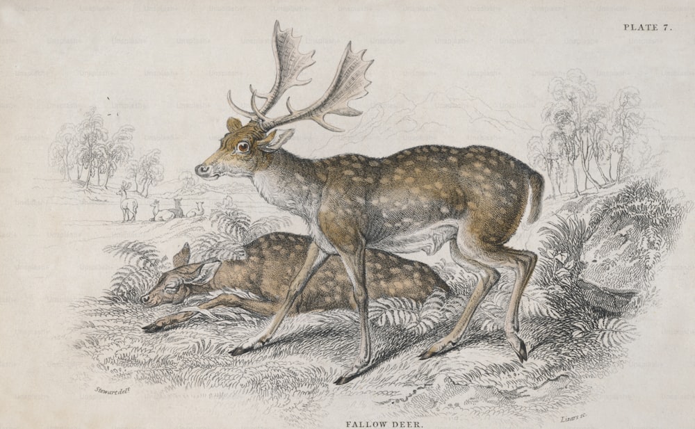 Two Fallow Deer (Dama dama), circa 1850. Engraving by Lizars after Stewart. (Photo by Hulton Archive/Getty Images)